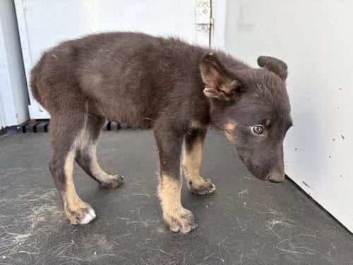 Photo of Flower, adoptable German Shepherd Dog in Riverside, California