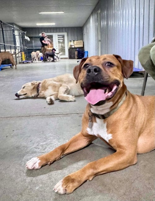 Photo of Bartholomew Cubbins, adoptable Boxer in Germantown, Ohio