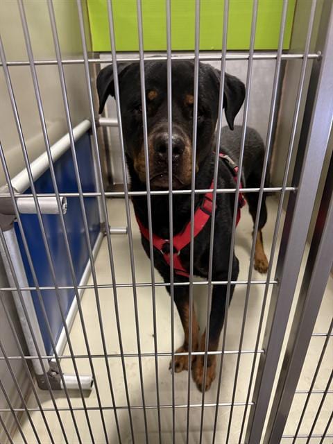 Photo of Axel, adoptable Rottweiler in Bakersfield, California
