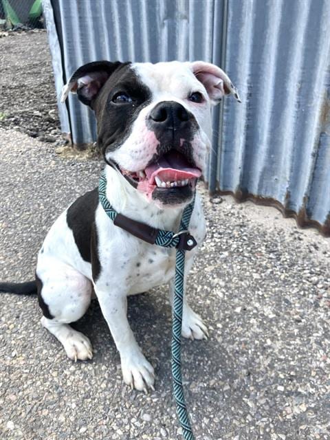 Photo of Yama, adoptable Boxer in Albuquerque, New Mexico