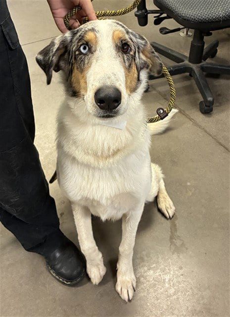 Photo of Anastasia, adoptable Border Collie in Phoenix, Arizona