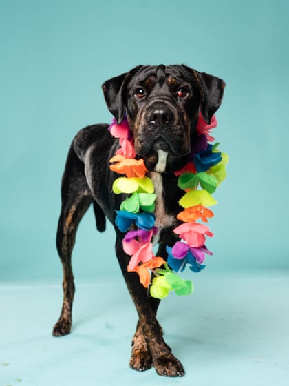 Photo of Cold Play, adoptable dog in Atlanta, Georgia