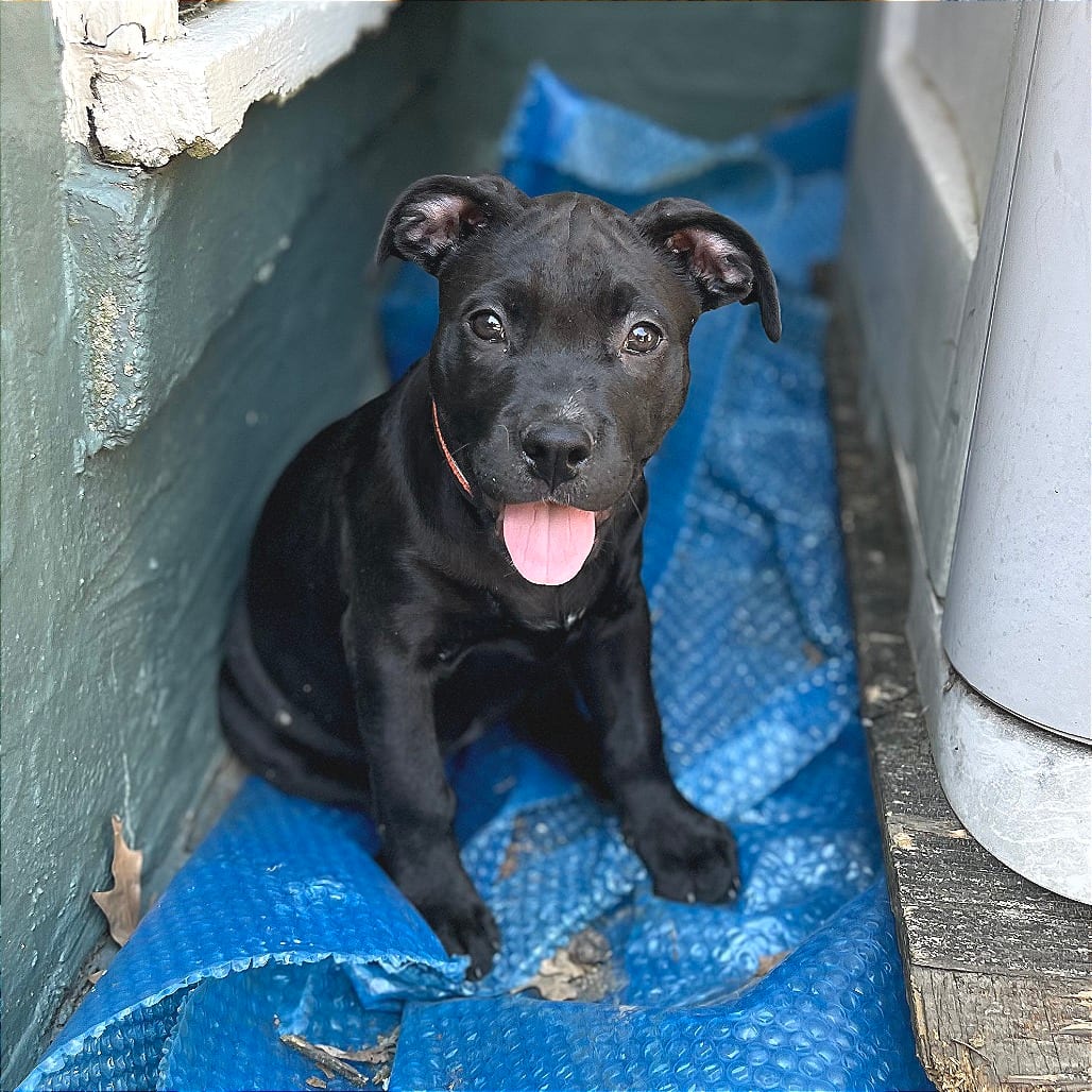 Photo of Twinkle, adoptable dog