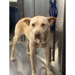 Photo of Linda, adoptable Terrier (Unknown Type, Medium) in Doral, Florida