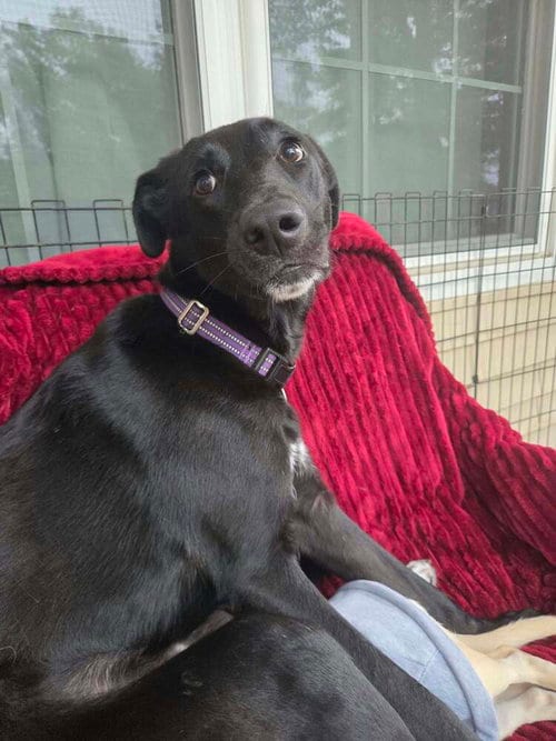 Photo of Onyx, adoptable Labrador Retriever in Willingboro, New Jersey