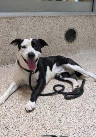 Photo of Guinness, adoptable Pit Bull Terrier in Los Angeles, California