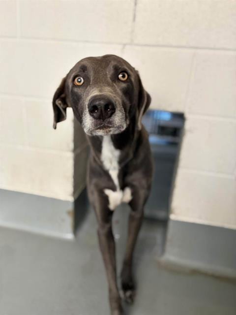 Photo of A256546, adoptable Weimaraner in Visalia, California