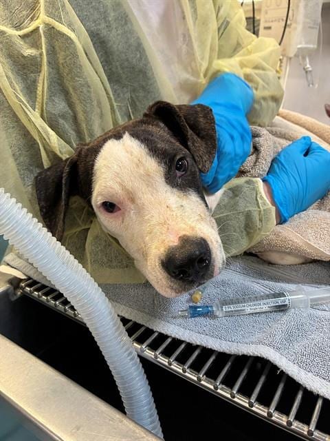 Photo of Dodge, adoptable dog