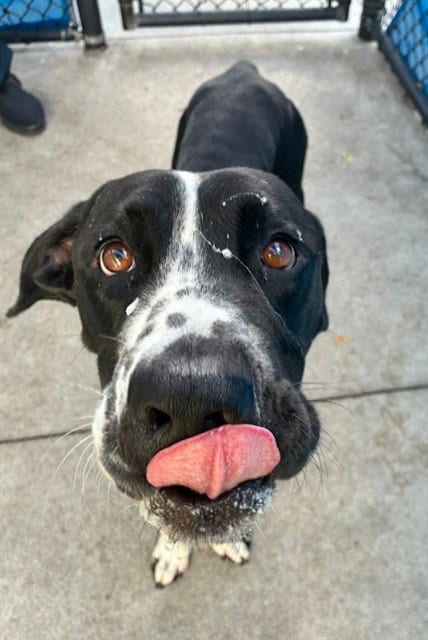 Photo of Milkshake, adoptable Pointer in Miami, Florida