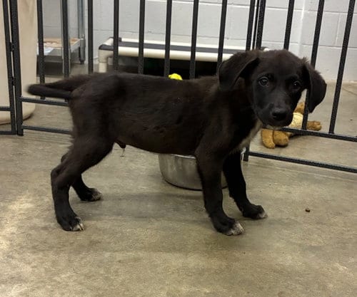 Photo of Converse, adoptable Labrador Retriever in Newcastle, Oklahoma
