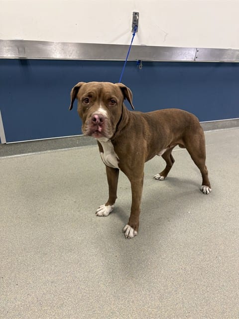 Photo of Max, adoptable Terrier in Miami, Florida