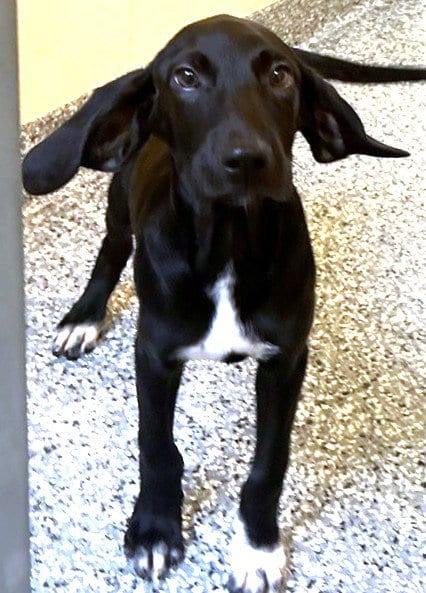 Photo of Dawson, adoptable Labrador Retriever in Boston, Massachusetts