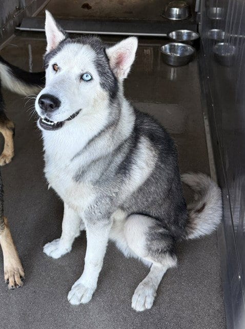 Photo of Phillip, adoptable Siberian Husky in San Bernardino, California