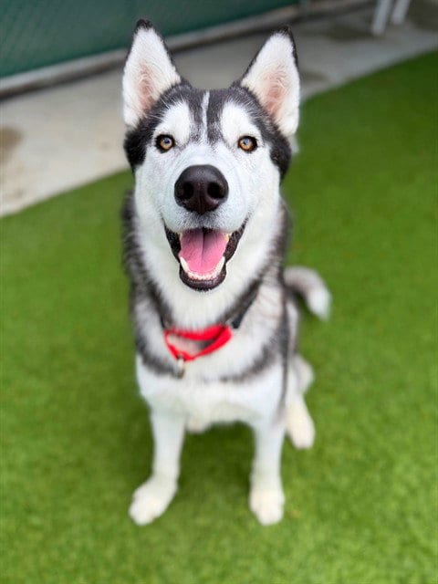 Photo of Lunar, adoptable Siberian Husky in Agoura, California