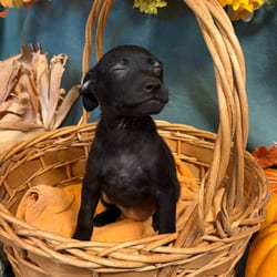 Photo of Ferrari, adoptable Mixed Breed (Small) in Frederick, Maryland