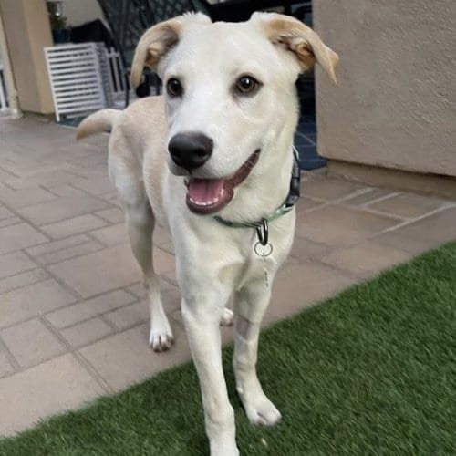 Photo of Ricky, adoptable Labrador Retriever in San Diego, California