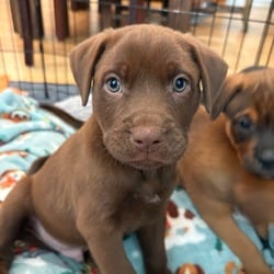 Photo of Cocoa Puff, adoptable Labrador Retriever Mixed Breed (Medium) in Denver, Colorado