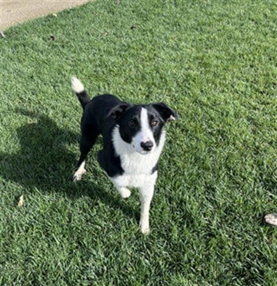 Photo of Maisie, adoptable Border Collie in Stockton, California