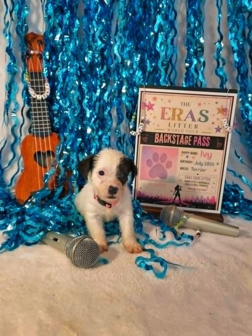 Photo of Ivy (Eras Litter), adoptable Terrier in Raleigh, North Carolina