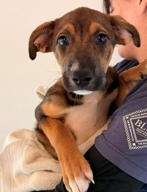 Photo of Isa, adoptable Unknown breed in Rancho Santa Fe, California
