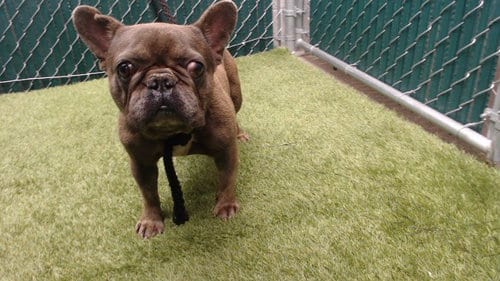 Photo of Igor, adoptable French Bulldog in Downey, California