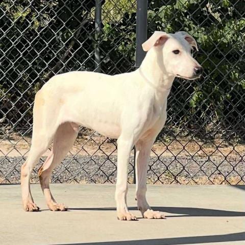 Photo of Easton, adoptable Labrador Retriever in Conroe, Texas