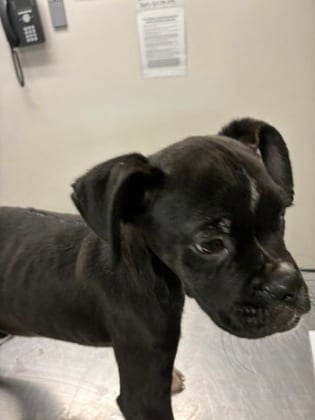 Photo of Slayer, adoptable Boxer/Mix in Farmington, New Mexico