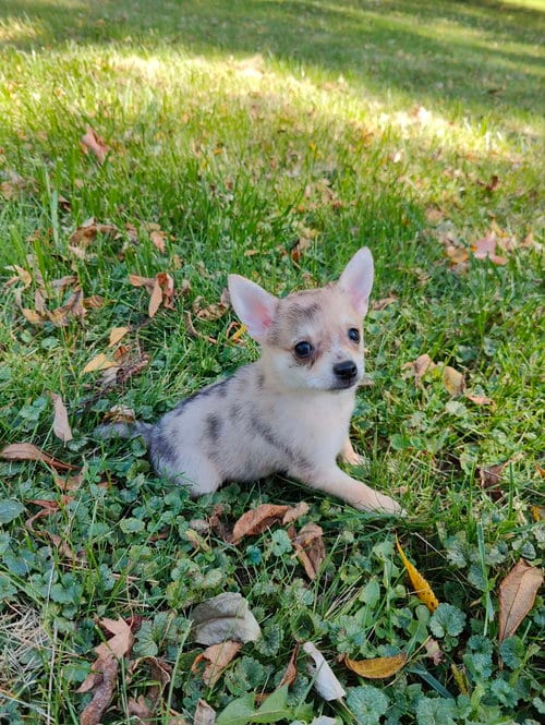 Photo of Tom Petty, adoptable Chihuahua in St. Louis Park, Minnesota