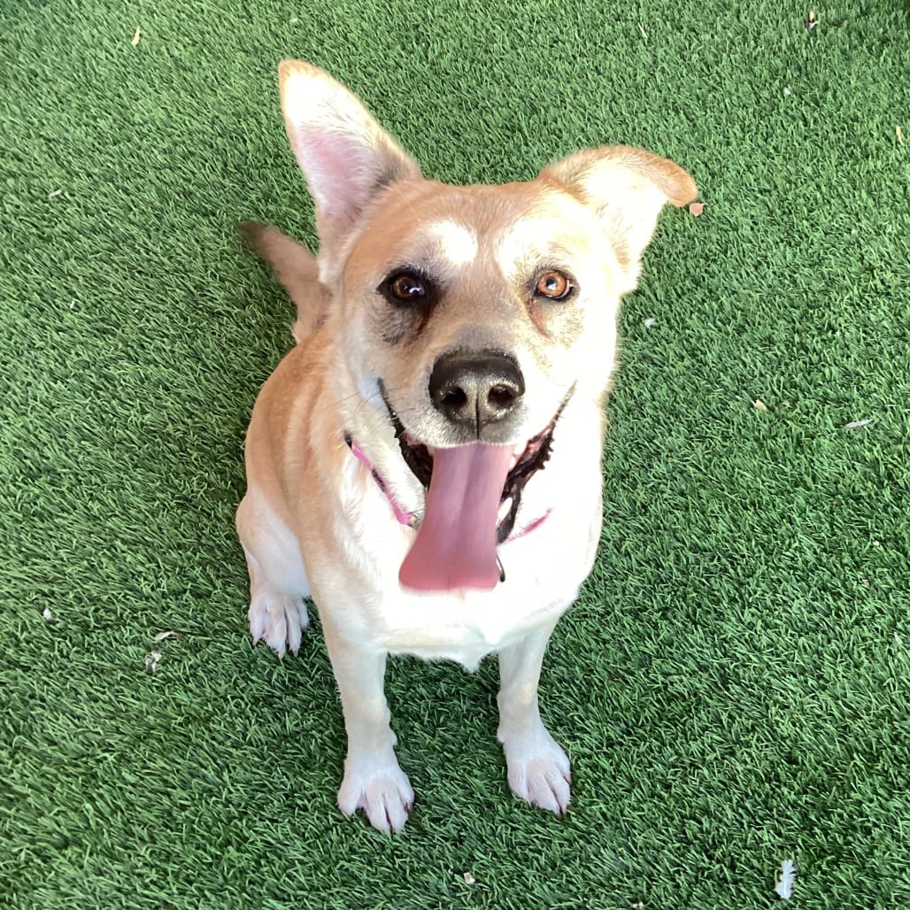 Photo of Ezri, adoptable Shepherd / Mixed Breed (Medium) in Henderson, Nevada