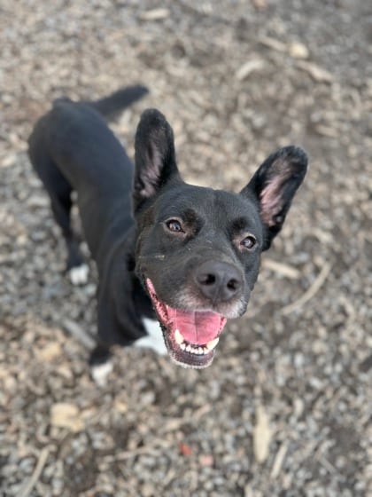 Photo of Cane, adoptable dog in Atlanta, Georgia