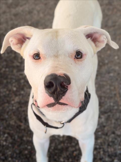 Photo of Abu, adoptable Pit Bull Terrier in Woodland, California