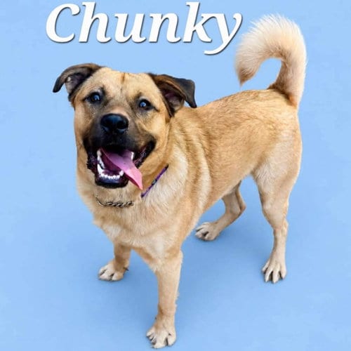 Photo of Chunky, adoptable Shepherd in Rutherfordton, North Carolina