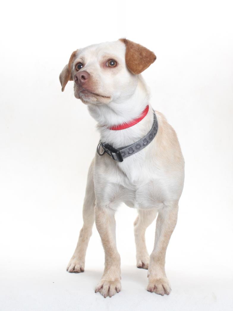 Photo of Chico, adoptable Chihuahua - Smooth Coated and Beagle