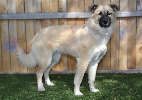 Photo of Psalm, adoptable Anatolian Shepherd in West Valley, Utah