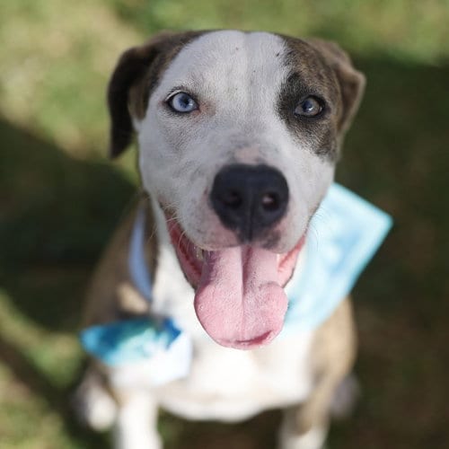 Photo of Isabella, adoptable Labrador Retriever in San Antonio, Texas