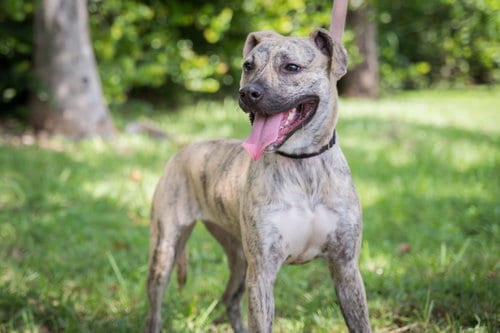 Photo of Piper, adoptable Terrier in Royal Palm Beach, Florida