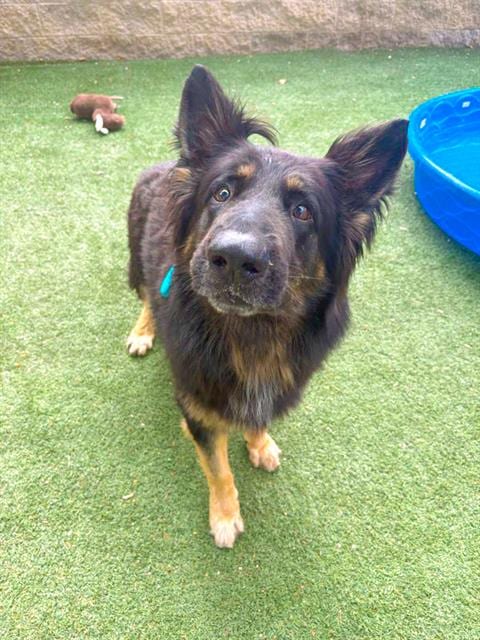 Photo of Oso, adoptable German Shepherd Dog in Sacramento, California