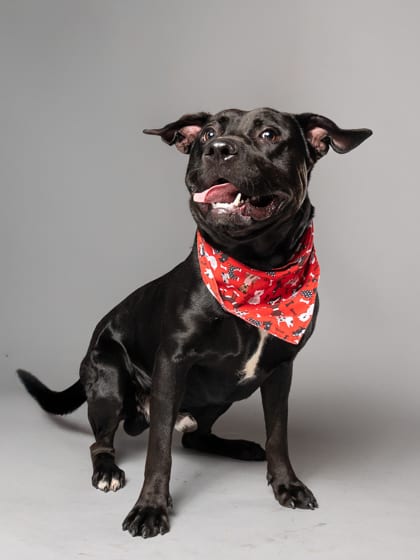 Photo of Midnight, adoptable dog in Atlanta, Georgia