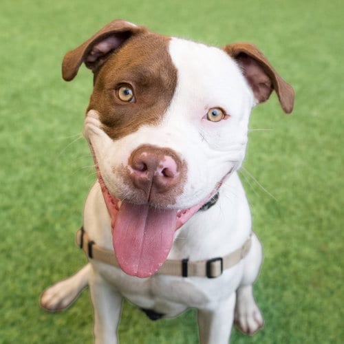 Photo of Augie, adoptable Pit Bull Terrier in Burlingame, California