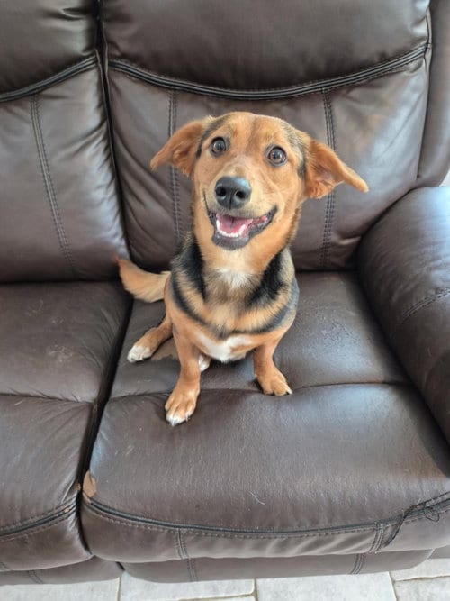 Photo of Cassi, adoptable Beagle in Elizabethtown, Pennsylvania