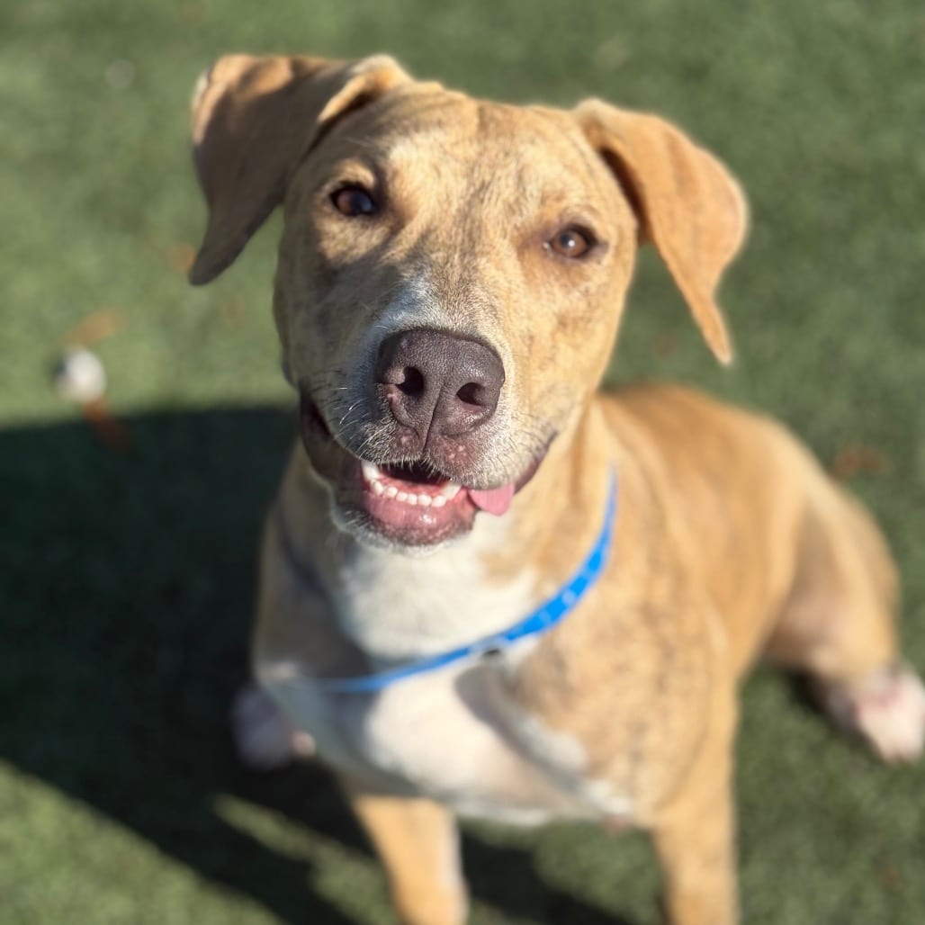 Photo of Dash, adoptable dog