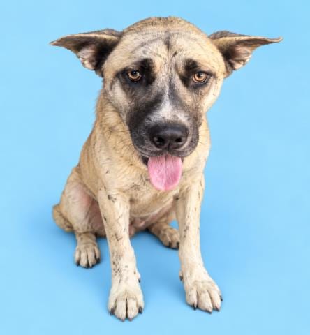 Photo of Zephyr, adoptable Siberian Husky in HESPERIA, California