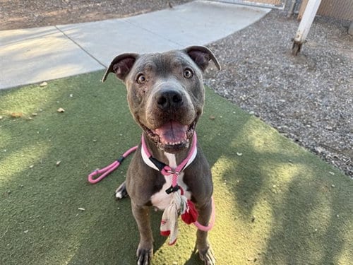 Photo of Sasha, adoptable American Pit Bull Terrier in Phoenix, Arizona