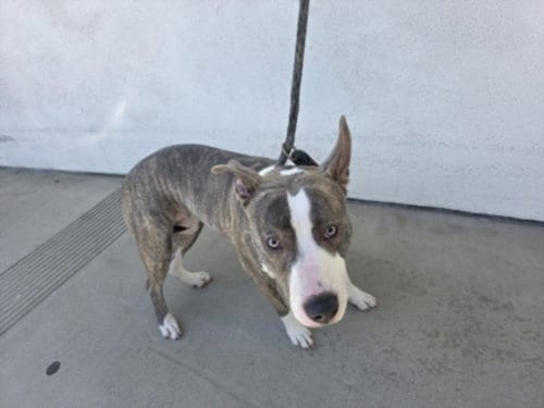 Photo of Princes, adoptable Pit Bull Terrier in Chatsworth, California
