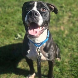 Photo of Bubba, adoptable American Pit Bull Terrier in Champaign, Illinois