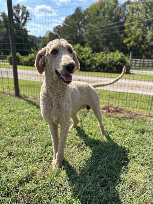 Photo of Bentley Aug 26, adoptable Poodle (Standard) in Pacolet, South Carolina