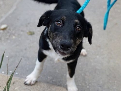 Photo of Rugrat, adoptable Border Collie in Ames, Iowa