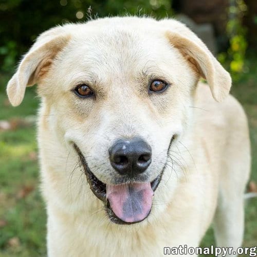 Photo of Hobbes in CT - Sweet & Affectionate, adoptable Great Pyrenees in Beacon, New York