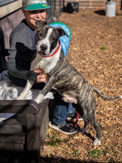Photo of Reamer - IN FOSTER, adoptable dog in Chamblee, Georgia