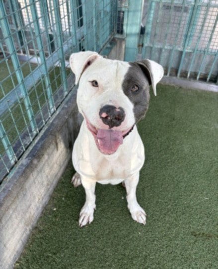 Photo of Brody, adoptable Staffordshire Bull Terrier in Los Angeles, California